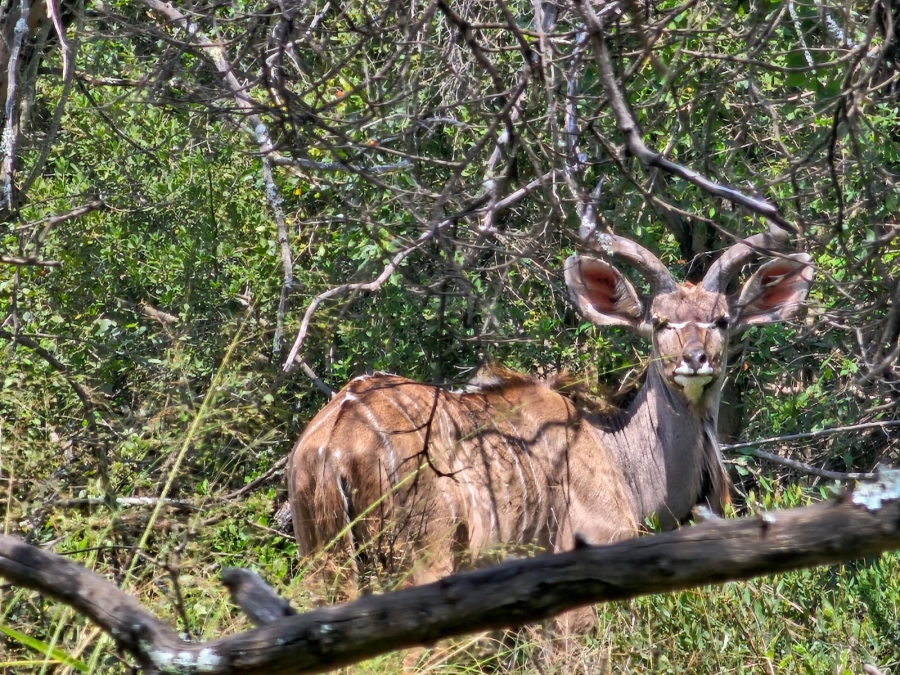 0 Bedroom Property for Sale in Swartruggens North West